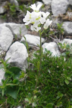 Draba fladnizensis \ Flattnitzer Felsenblmchen / Flattnitz Whitlowgrass, A Kärnten/Carinthia, Petzen 2.7.2010