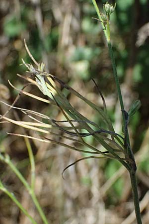 Delphinium consolida subsp. paniculatum \ Rispiger Acker-Rittersporn / Field Larkspur, A Hollabrunn 12.8.2025