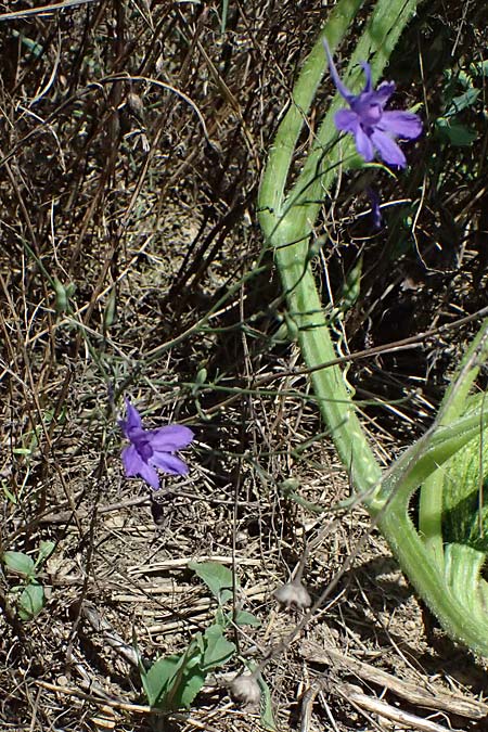 Delphinium consolida subsp. paniculatum \ Rispiger Acker-Rittersporn / Field Larkspur, A Hollabrunn 12.8.2025