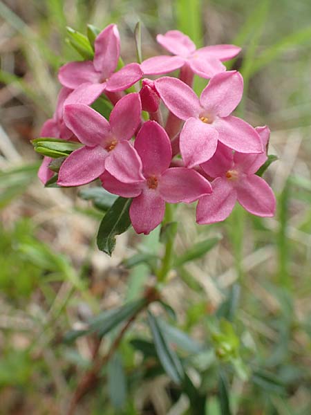 Daphne striata \ Kahles Steinrschen / Striped Daphne, A Kärnten/Carinthia, Trögerner Klamm 18.5.2016