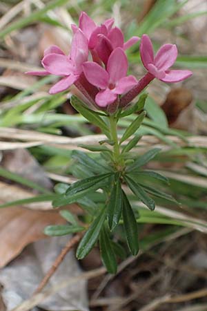 Daphne striata \ Kahles Steinrschen / Striped Daphne, A Kärnten/Carinthia, Trögerner Klamm 18.5.2016