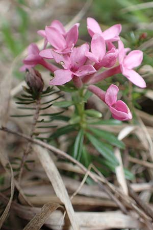 Daphne striata \ Kahles Steinrschen / Striped Daphne, A Kärnten/Carinthia, Trögerner Klamm 18.5.2016