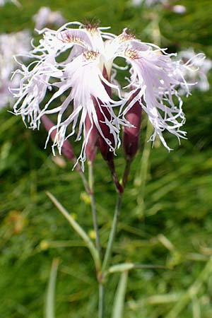 Dianthus superbus subsp. alpestris \ Alpen-Prachtnelke / Alpine Superb Pink, A Kärnten/Carinthia, Koralpe 9.8.2016
