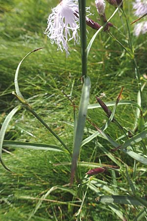 Dianthus superbus subsp. alpestris \ Alpen-Prachtnelke / Alpine Superb Pink, A Kärnten/Carinthia, Koralpe 9.8.2016