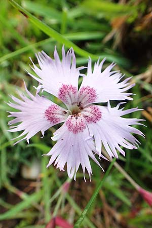 Dianthus sternbergii \ Dolomiten-Nelke, Sternbergs Nelke / Sternberg's Pink, A Dachstein S&uuml;dwand 7.7.2020