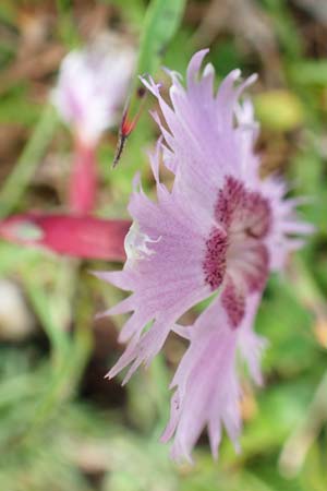 Dianthus sternbergii \ Dolomiten-Nelke, Sternbergs Nelke / Sternberg's Pink, A Dachstein S&uuml;dwand 7.7.2020