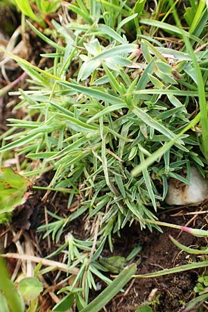 Dianthus sternbergii \ Dolomiten-Nelke, Sternbergs Nelke / Sternberg's Pink, A Dachstein S&uuml;dwand 7.7.2020