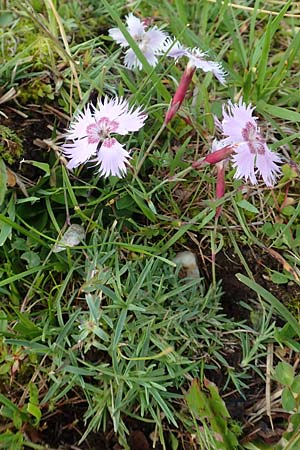 Dianthus sternbergii \ Dolomiten-Nelke, Sternbergs Nelke / Sternberg's Pink, A Dachstein S&uuml;dwand 7.7.2020