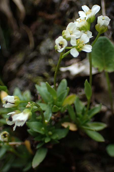 Draba siliquosa \ Krntner Felsenblmchen / Carinthian Whitlowgrass, A Wölzer Tauern, Hoher Zinken 26.6.2021