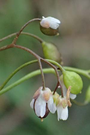 Draba spathulata \ Rundfrchtiges Hungerblmchen / Pound-Podded Whitlowgrass, A Wienerwald, Baden 7.3.2024