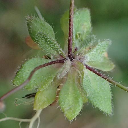 Draba spathulata \ Rundfrchtiges Hungerblmchen / Pound-Podded Whitlowgrass, A Wienerwald, Baden 7.3.2024