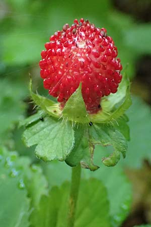 Potentilla indica \ Indische Schein-Erdbeere / Yellow-flowered Strawberry, A Stainzer Warte 16.6.2026