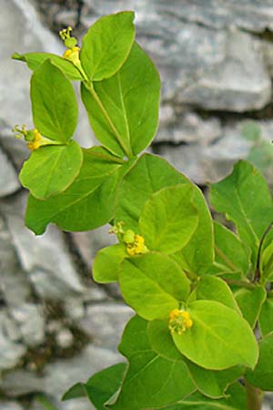 Euphorbia carniolica \ Krainer Wolfsmilch / Carniolan Spurge, A K&auml;rnten/Carinthia, Tr&ouml;gerner Klamm 18.5.2016