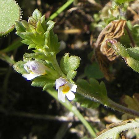 Euphrasia picta subsp. picta \ Scheckiger Augentrost / Brindled Eyebright, A Malta - Tal / Valley 19.7.2010
