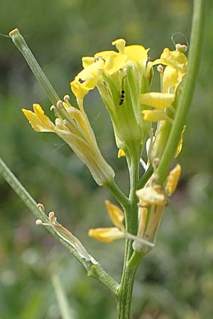 Erysimum repandum \ Brach-Schterich, Ausgespreizter Schterich / Spreading Treacle Mustard, A Seewinkel, Apetlon 8.5.2022