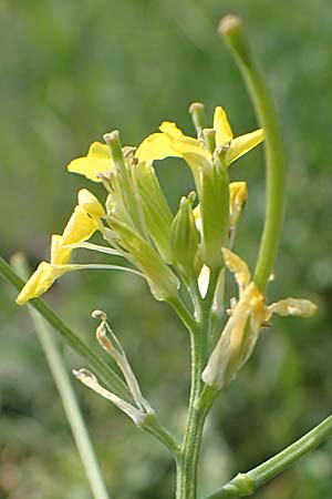 Erysimum repandum \ Brach-Schterich, Ausgespreizter Schterich / Spreading Treacle Mustard, A Seewinkel, Apetlon 8.5.2022