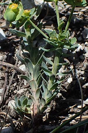 Euphorbia seguieriana subsp. loiseleurii \ Loiseleurs Wolfsmilch, Kleine Steppen-Wolfsmilch / Loiseleur's Spurge, A Hainburg 14.5.2022