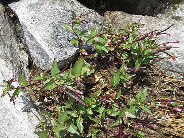 Epilobium alsinifolium \ Mierenblttriges Weidenrschen / Chickweed Willowherb, A Malta - Tal / Valley 19.7.2010