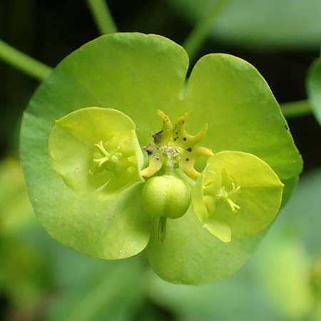 Euphorbia amygdaloides \ Mandelblttrige Wolfsmilch / Mediterranean Spurge, A Kärnten/Carinthia, St. Paul im Lavanttal 16.5.2016