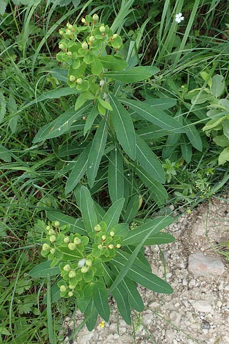 Euphorbia austriaca \ �sterreicher Wolfsmilch / Austrian Spurge, A Neuhaus am Zellerrain 2.7.2019
