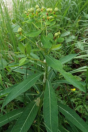 Euphorbia austriaca \ �sterreicher Wolfsmilch / Austrian Spurge, A Neuhaus am Zellerrain 2.7.2019