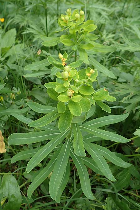 Euphorbia austriaca \ �sterreicher Wolfsmilch / Austrian Spurge, A Neuhaus am Zellerrain 2.7.2019