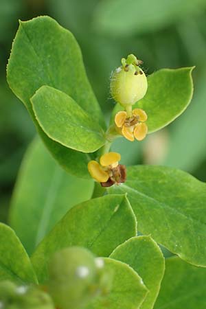Euphorbia austriaca \ �sterreicher Wolfsmilch / Austrian Spurge, A Neuhaus am Zellerrain 2.7.2019