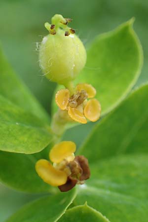 Euphorbia austriaca \ �sterreicher Wolfsmilch / Austrian Spurge, A Neuhaus am Zellerrain 2.7.2019