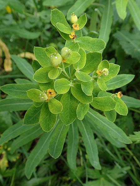 Euphorbia austriaca \ �sterreicher Wolfsmilch / Austrian Spurge, A Neuhaus am Zellerrain 2.7.2019