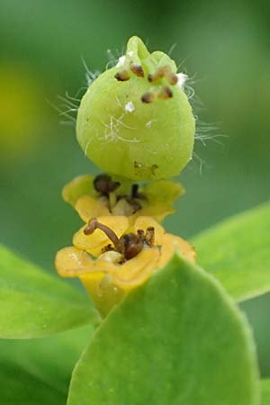Euphorbia austriaca \ �sterreicher Wolfsmilch / Austrian Spurge, A Neuhaus am Zellerrain 2.7.2019
