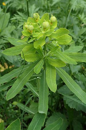 Euphorbia austriaca \ �sterreicher Wolfsmilch / Austrian Spurge, A Neuhaus am Zellerrain 2.7.2019