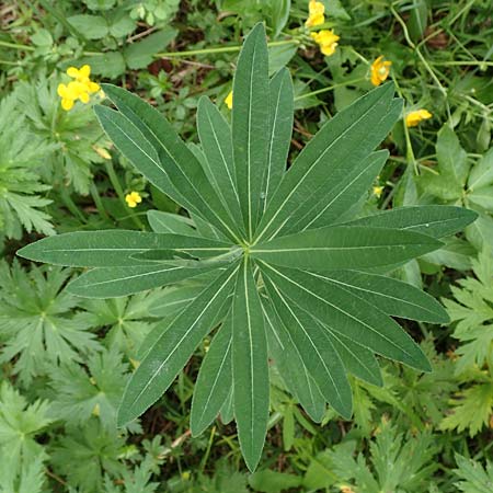 Euphorbia austriaca \ �sterreicher Wolfsmilch / Austrian Spurge, A Neuhaus am Zellerrain 2.7.2019