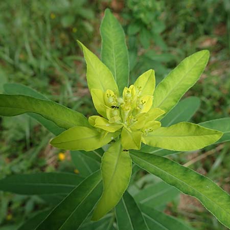 Euphorbia austriaca \ �sterreicher Wolfsmilch / Austrian Spurge, A Neuhaus am Zellerrain 2.7.2019