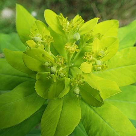 Euphorbia austriaca \ �sterreicher Wolfsmilch / Austrian Spurge, A Neuhaus am Zellerrain 2.7.2019