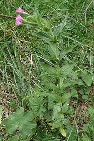 Epilobium alpestre \ Quirlblttriges Weidenrschen / Alpine Willowherb, A Trenchtling 3.7.2019