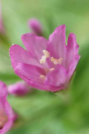 Epilobium alpestre \ Quirlblttriges Weidenrschen / Alpine Willowherb, A Trenchtling 3.7.2019