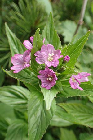 Epilobium alpestre \ Quirlblttriges Weidenrschen / Alpine Willowherb, A Rax 28.6.2020