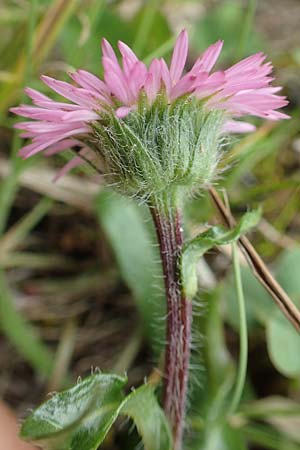 Erigeron glabratus \ Koralpen-Berufkraut / Koralpe Fleabane, A Rax 28.6.2020