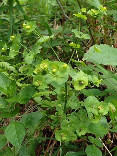 Euphorbia amygdaloides \ Mandelblttrige Wolfsmilch / Mediterranean Spurge, A Weichtal-Klamm 1.7.2020