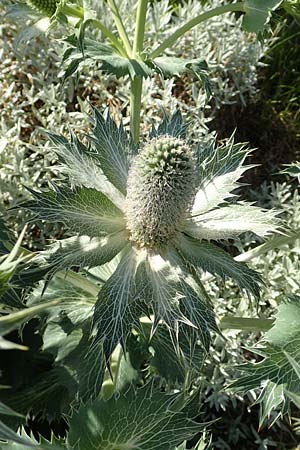 Eryngium alpinum \ Alpen-Mannstreu / Alpine Eryngo, A Bad Mitterndorf 4.7.2020