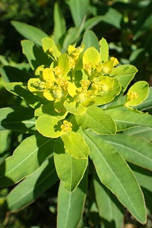 Euphorbia austriaca \ �sterreicher Wolfsmilch / Austrian Spurge, A Tauplitz-Alm 5.7.2020