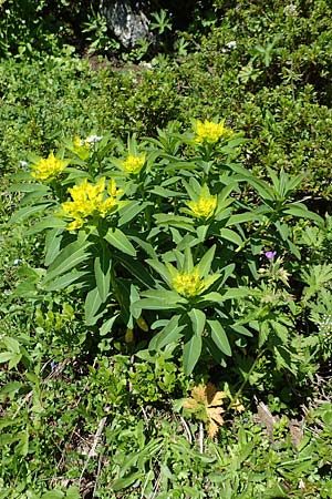 Euphorbia austriaca \ �sterreicher Wolfsmilch / Austrian Spurge, A Tauplitz-Alm 5.7.2020