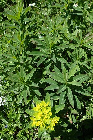 Euphorbia austriaca \ �sterreicher Wolfsmilch / Austrian Spurge, A Tauplitz-Alm 5.7.2020