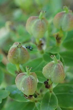 Euphorbia austriaca \ �sterreicher Wolfsmilch / Austrian Spurge, A Kraubath (Mur) 27.6.2021