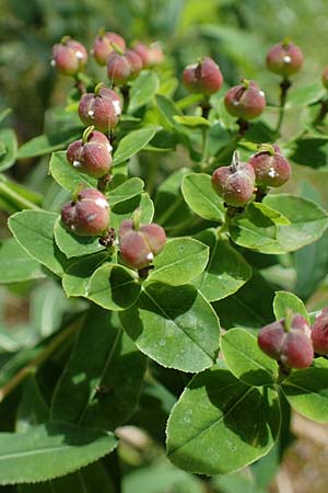 Euphorbia austriaca \ �sterreicher Wolfsmilch / Austrian Spurge, A Kraubath (Mur) 27.6.2021