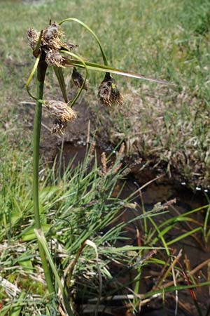 Eriophorum angustifolium \ Schmalblttriges Wollgras / Common Cotton Grass, A Seetaler Alpen, Zirbitzkogel 28.6.2021