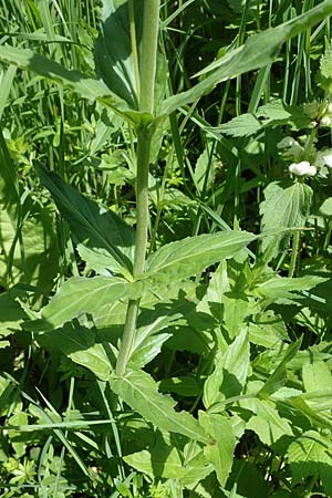 Epilobium alpestre \ Quirlblttriges Weidenrschen / Alpine Willowherb, A Pusterwald 29.6.2021