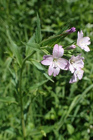 Epilobium alpestre \ Quirlblttriges Weidenrschen / Alpine Willowherb, A Pusterwald 29.6.2021