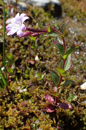 Epilobium alsinifolium \ Mierenblttriges Weidenrschen / Chickweed Willowherb, A Wölzer Tauern, Kleiner Zinken 24.7.2021