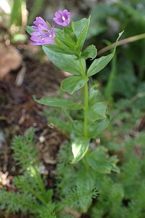 Epilobium alpestre \ Quirlblttriges Weidenrschen / Alpine Willowherb, A Eisenerzer Reichenstein 28.7.2021